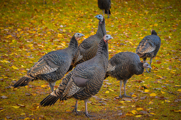 Wild Turkeys
