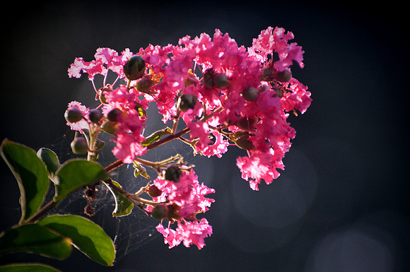 Crepe Myrtle