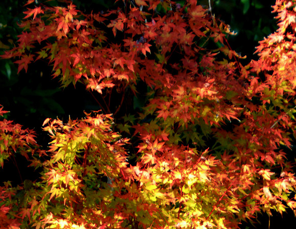 Japanese Maple