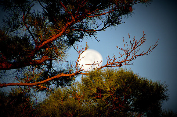 Harvest Moon