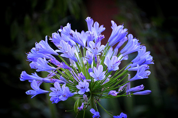 Blue Allium