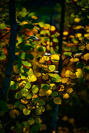 Aspen portrait