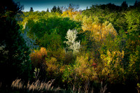 Bismarck Rotary Arboretum