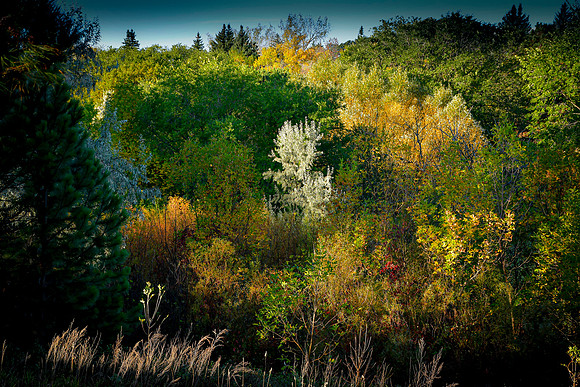 Bismarck Rotary Arboretum