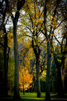 Bismarck Centennial Forest Golden Dwarf