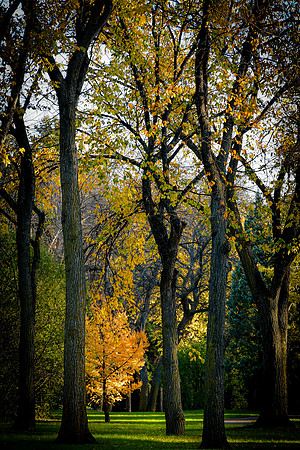 Bismarck Centennial Forest Golden Dwarf