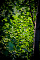Aspen Leaves
