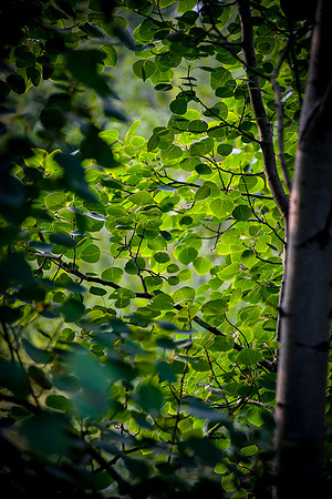 Aspen Leaves
