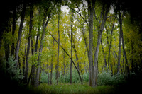Atkinson Nature Preserve Cottonwoods