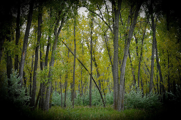 Atkinson Nature Preserve Cottonwoods