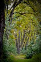 Atkinson Nature Preserve Cottonwood secret Passage
