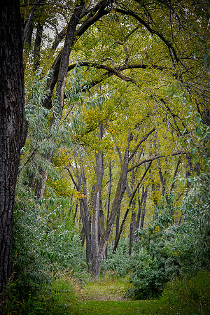 Atkinson Nature Preserve Cottonwood secret Passage