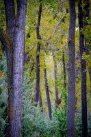Atkinson Nature Preserve turning to Fall