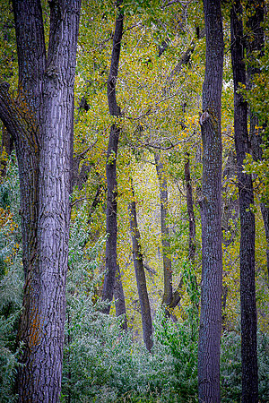 Atkinson Nature Preserve turning to Fall