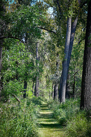 Cross Ranch Cottonwood path