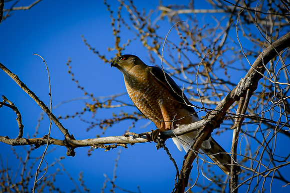 Coopers Hawk