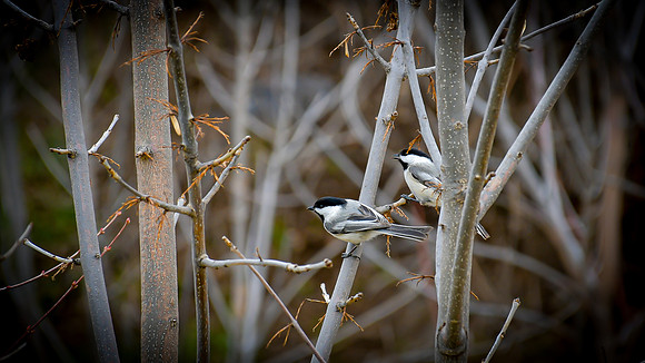 Chickadee pair