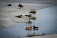 Canadian Geese
