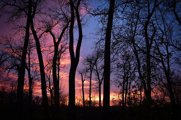 Cross Ranch Cottonwoods Autumn Sunset 2