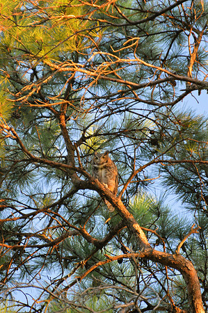 Great Horned Owl October