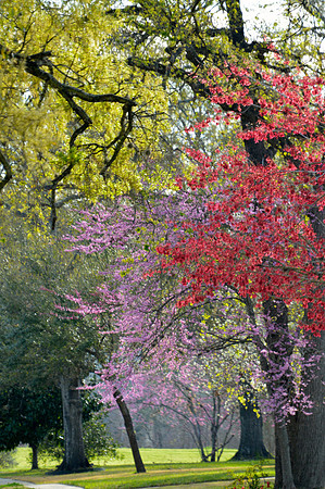 Spring in Full Bloom March