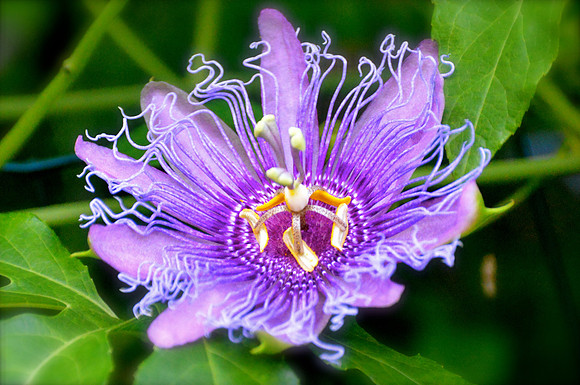 Purple Passsion June