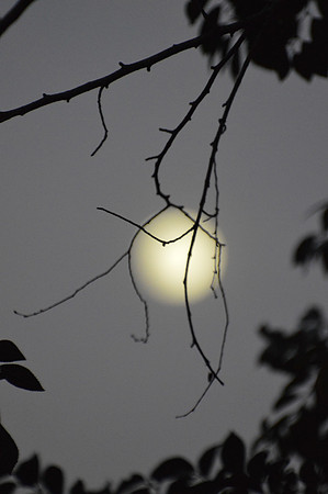 Moon Pearl July