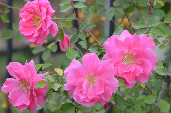 Carefree Beauty April