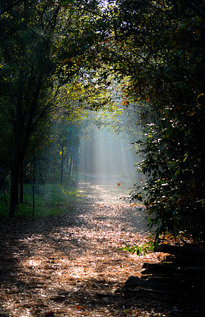 Misty Morning Walk