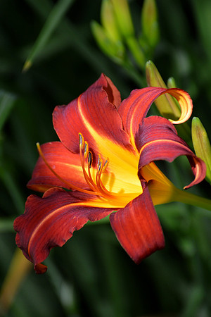 Day Lily