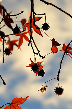 Celestial Ornaments