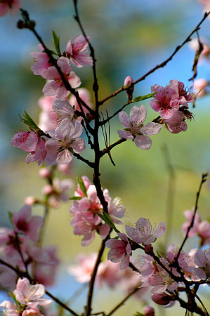 Solitary Peach