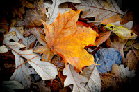 Oak Leaf