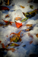 Snowy Autumn Leaves