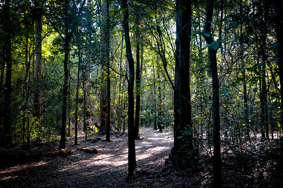 August Elven Wood Dance