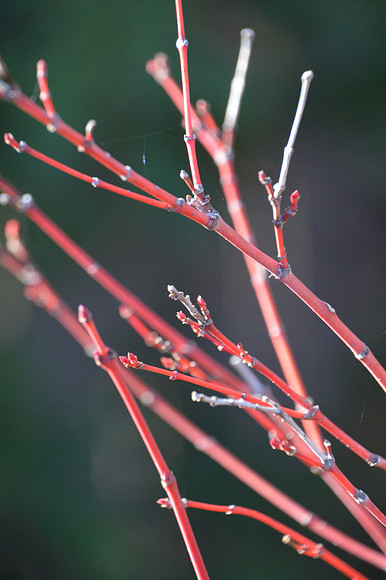 December Acer Maple Branches