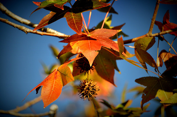 November Sweet Gum