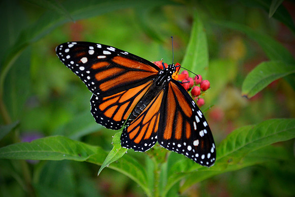 Monarch Butterfly