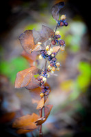 Autumn Decor