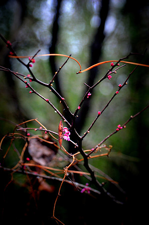 Redbud Valentine