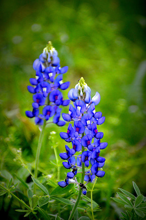 Texas Bluebonnets