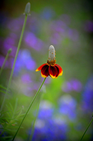 Mexican Hat