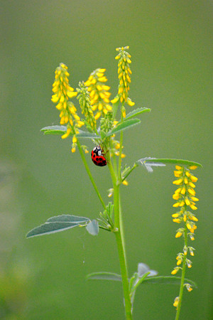Ladybug