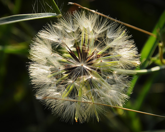 Star Burst