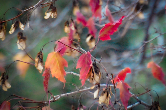 Burnished Leaves