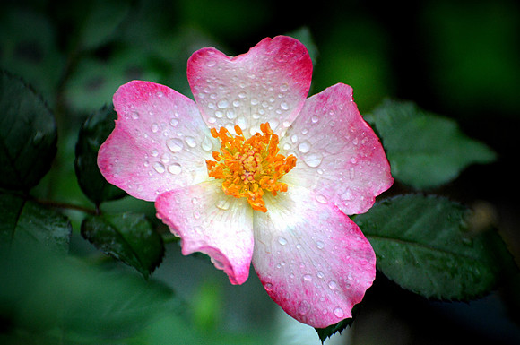 Mutabilis