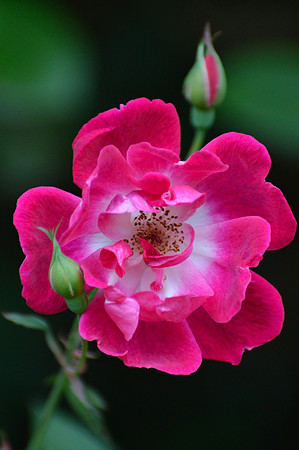Red Shrub Rose