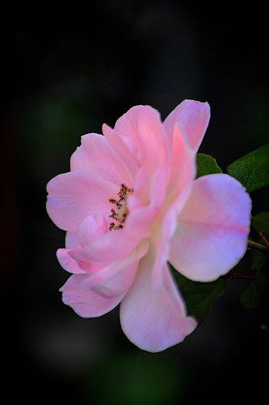 Pink Drift