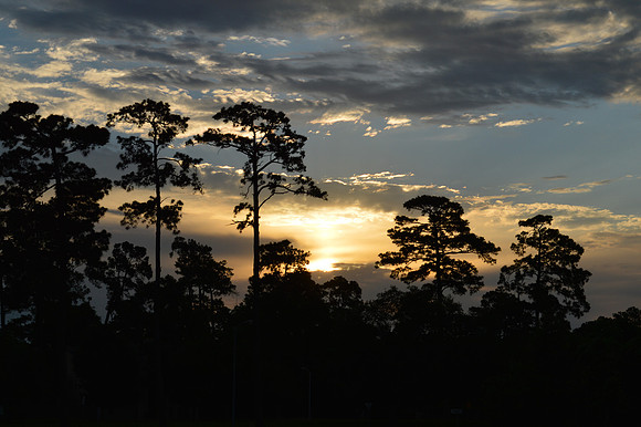 Loblolly Dawn