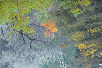 Golden Tree